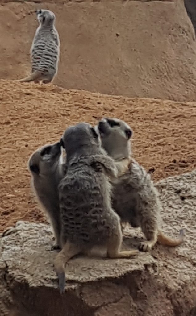 kvartira dlya semi ryadom s bioparkom v valensii Регион Валенсия жемчужина Испании: провинции Валенсия, Аликанте, Кастельон