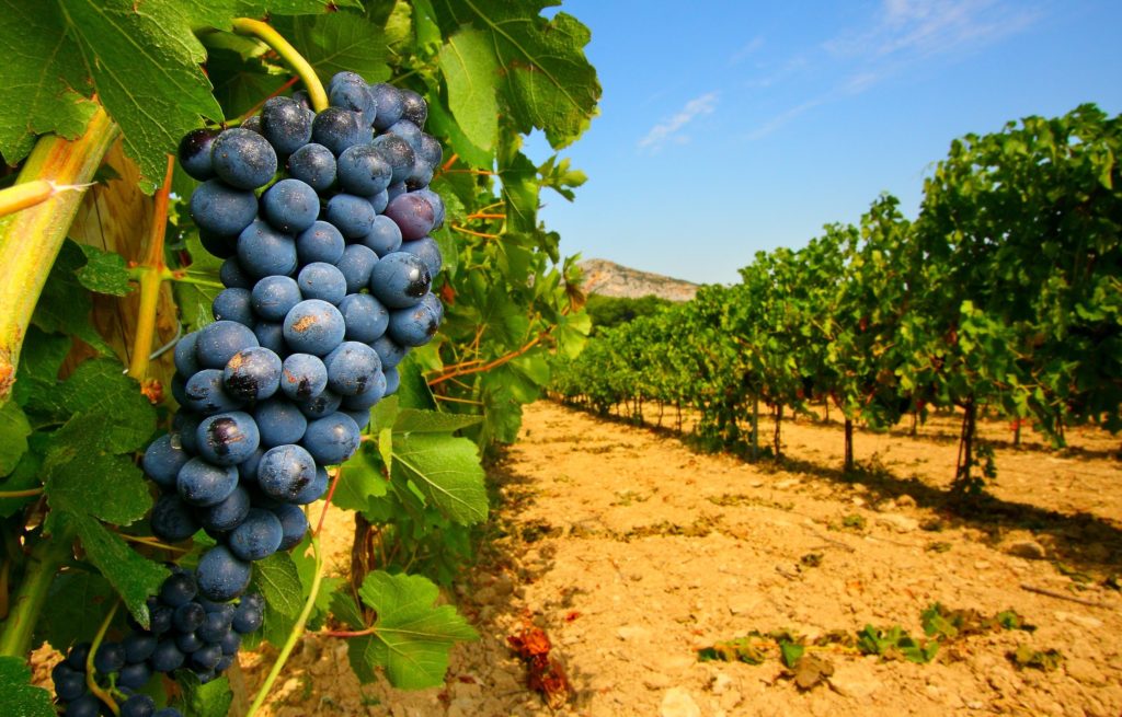 Испанское вино и виноградники 2 vinogradniki ispanii Испанское вино и виноградники